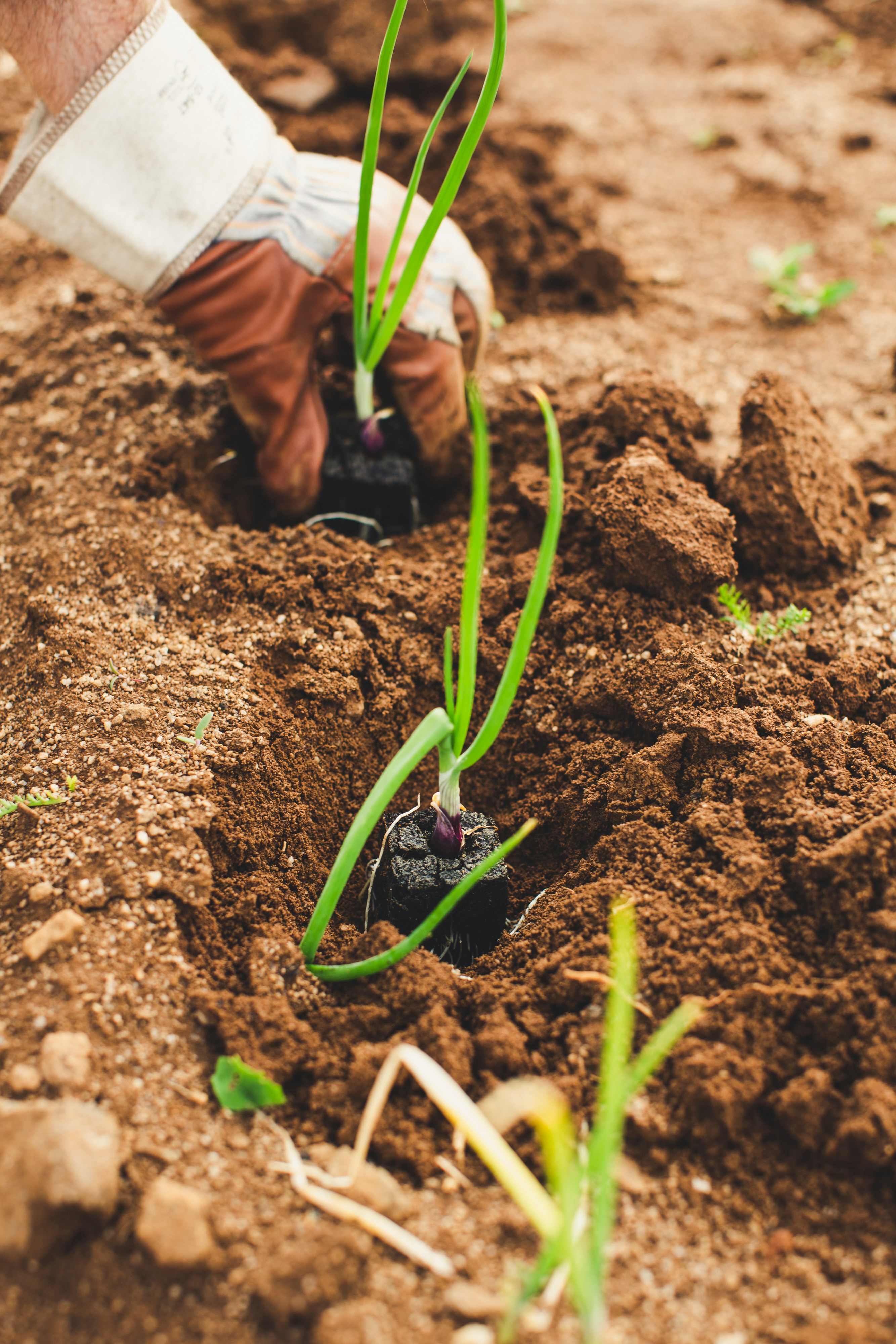 Hands nurturing a growing plant in rich soil, symbolizing growth, development and community participation